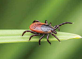 Are You Prepared for Tick Season? Early detection and action is essential.